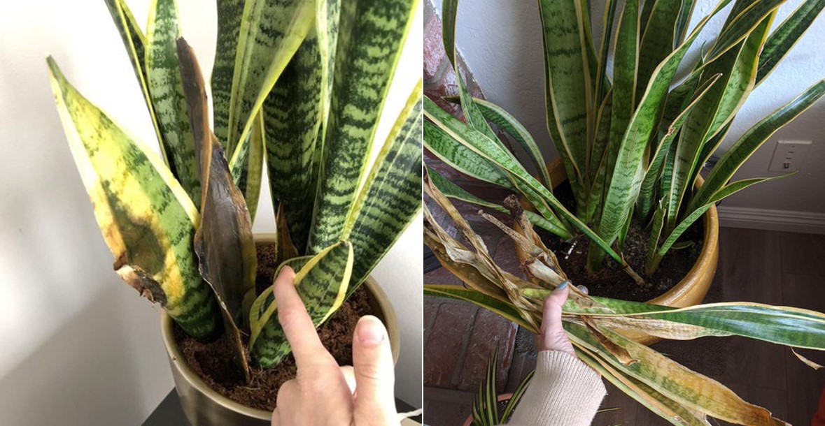 how-to-tell-if-snake-plant-needs-water-7-best-helpful-tips