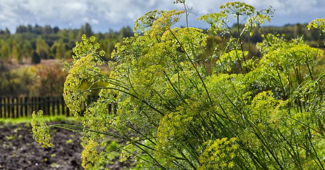How To Harvest Dill Without Killing The Plant [Best Tips]