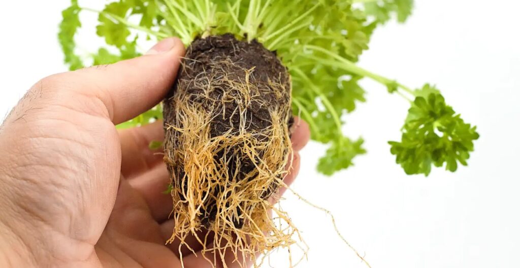DIY hydroponic nutrients