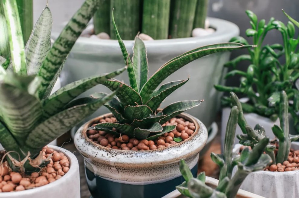 DIY hydroponic nutrients