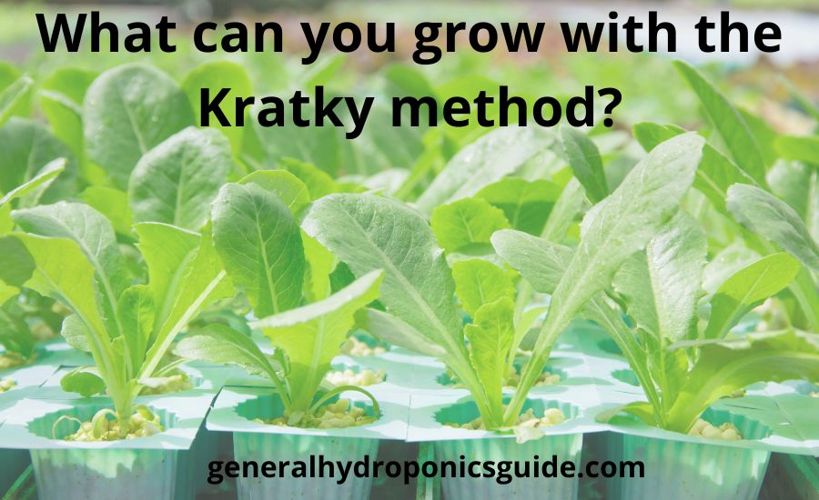 What can you grow with the Kratky method: top 5 steps