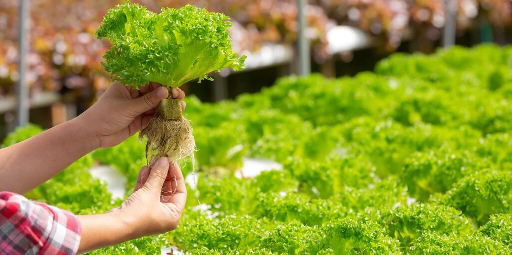 How To Grow Hydroponic Lettuce? The Best Guide (8 Steps)